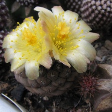 Copiapoa hypogaea (4140 відвідувань) Фото и растение Владимира Фоменко (Запорожье)
Copiapoa hypogaea