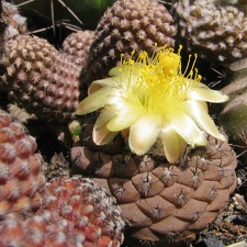 Copiapoa hypogaea (4408 відвідувань) Фото и растение Владимира Фоменко (Запорожье)
Copiapoa hypogaea