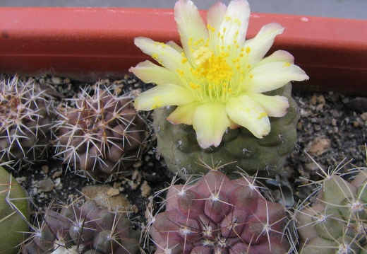 Copiapoa hypogaea (4157 відвідувань) Фото и растение Владимира Фоменко (Запорожье)
Copiapoa hypogaea