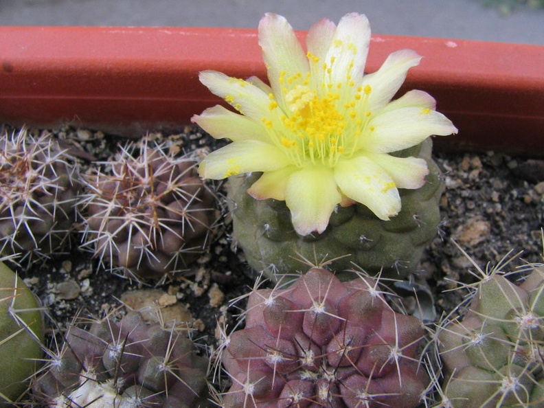Copiapoa hypogaea (4157 відвідувань) Фото и растение Владимира Фоменко (Запорожье)
Copiapoa hypogaea