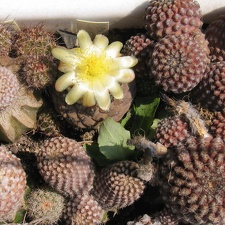 Copiapoa hypogaea (4213 відвідувань) Фото и растения Владимира Фоменко (Запорожье)
Copiapoa hypogaea