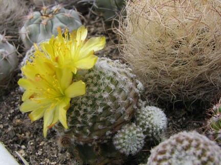 Copiapoa laui (4047 відвідувань) Фото и растения Владимира Фоменко (Запорожье)
Copiapoa laui