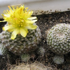 Copiapoa laui (3970 відвідувань) Фото и растения Владимира Фоменко (Запорожье)
Copiapoa laui