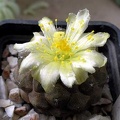 copiapoa hypogaea fr 261 Xans (2172 відвідувань) copiapoa hypogaea fr 261 Xans