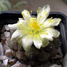 copiapoa hypogaea fr 261 Xans (2175 відвідувань) copiapoa hypogaea fr 261 Xans