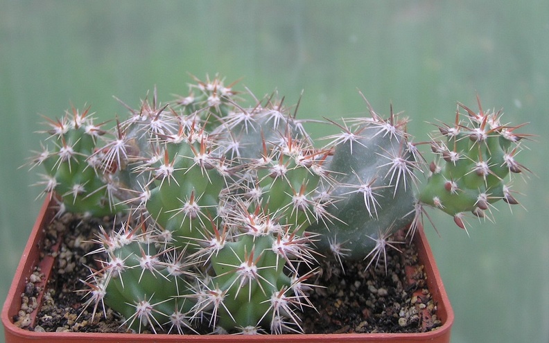 Corynopuntia_moelleri_v_brevispina.JPG