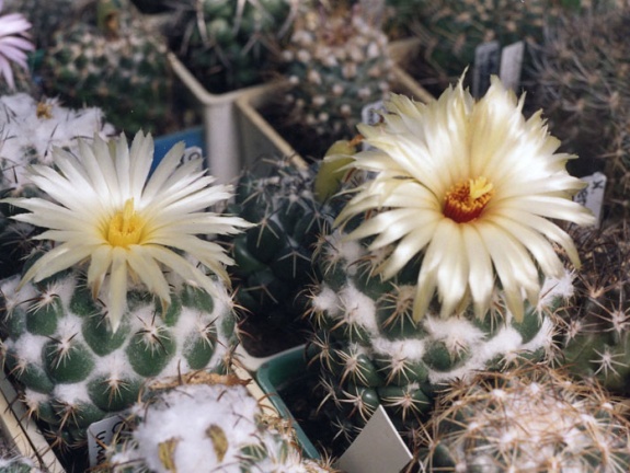 Coryphantha unicornis (5425 відвідувань) Фото и растения Александра и Сергея Червинко (Винница)
... Coryphantha unicornis