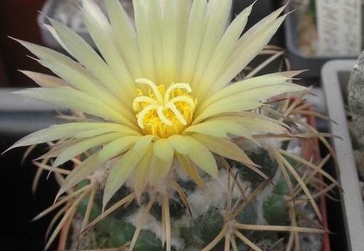 coryphantha sulcolanata FG Ru (2231 відвідувань) coryphantha sulcolanata FG Ru
