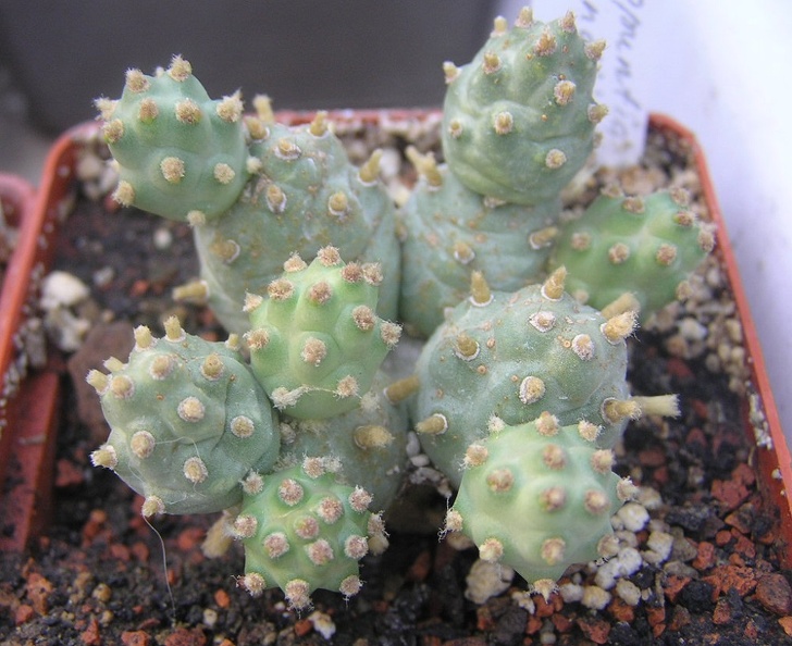Cumulopuntia_pentlandii.JPG