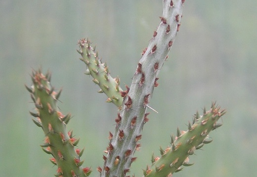 Cylindropuntia