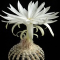 Discocactus_horstii_001.JPG