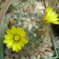 Ph Dolichothele sphaerica Galin (2257 відвідувань) Ph Dolichothele sphaerica Galin