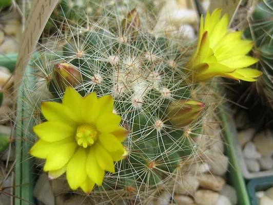 Ph Dolichothele sphaerica Galin (2257 відвідувань) Ph Dolichothele sphaerica Galin