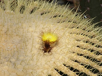 Echinocactus grusonii (66 відвідувань) Echinocactus grusonii