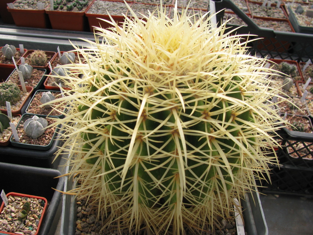 Echinocactus grusonii 001 (2556 відвідувань) Echinocactus grusonii 001
