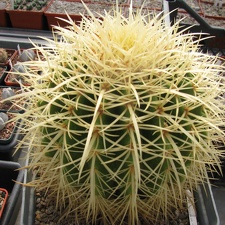 Echinocactus grusonii 001 (2556 відвідувань) Echinocactus grusonii 001