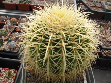 Echinocactus grusonii 001 (2559 відвідувань) Echinocactus grusonii 001
