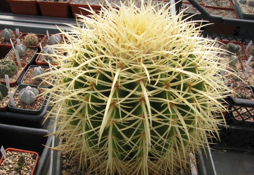 Echinocactus grusonii 001 (2555 відвідувань) Echinocactus grusonii 001