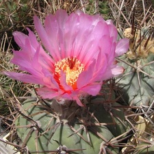 Echinocactus horizonthalonius Fomenko (2597 відвідувань) Echinocactus horizonthalonius Fomenko