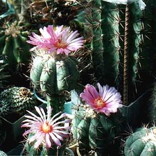 Echinocactus horizonthalonius (3615 відвідувань) Фото и растения Александра и Сергея Червинко (Винница) Echinocactus horizonthalonius