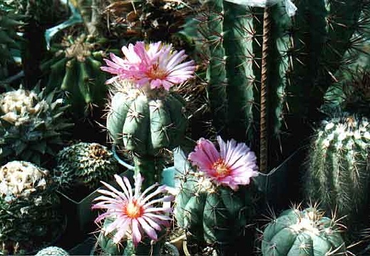 Echinocactus horizonthalonius (3614 відвідувань) Фото и растения Александра и Сергея Червинко (Винница) Echinocactus horizonthalonius