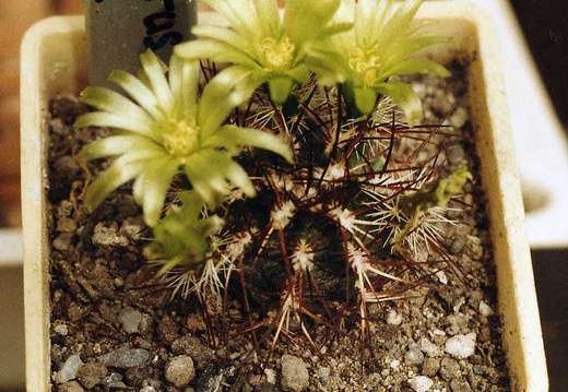Echinocereus viridiflorus v. davisii (3120 відвідувань) Фото и растение Александра и Сергея Червинко (Винница) Echinocereus viridiflorus v. davisii