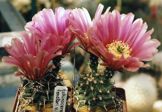 Echinocereus fendleri v. kuenzleri (3489 відвідувань) Фото и растение Александра и Сергея Червинко (Винница) Echinocereus fendleri v. kuenzleri