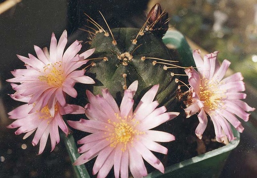 Echinocereus knippelianus (3414 відвідувань) Фото и растение Александра и Сергея Червинко (Винница) Echinocereus knippelianus
