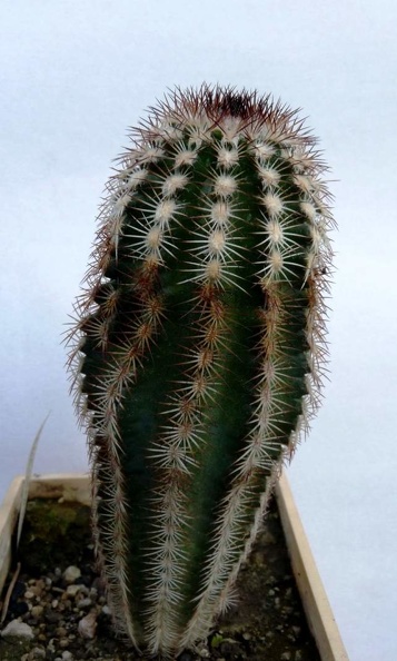 Echinocereus_oklahomensis_Fh408_6_04-7_10__1_FG_Navajo.JPG