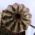 Echinocereus_oklahomensis_Fh408_6_04-7_10__4__FG_Navajo.JPG