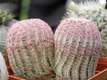 Echinocereus rigidissimus v rubrispinus 1 (2377 відвідувань) Echinocereus rigidissimus v rubrispinus 1