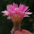 Echinocereus rigidissimus var rubrispinum L088 Artemiy (1803 відвідувань) Echinocereus rigidissimus var rubrispinum L088 Artemiy