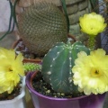 Echinocereus subinermis Arsen (1930 відвідувань) Echinocereus subinermis Arsen
