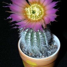 Ph Echinocereus reichenbachii v niveum VitNat (1706 відвідувань) Ph Echinocereus reichenbachii v niveum VitNat
