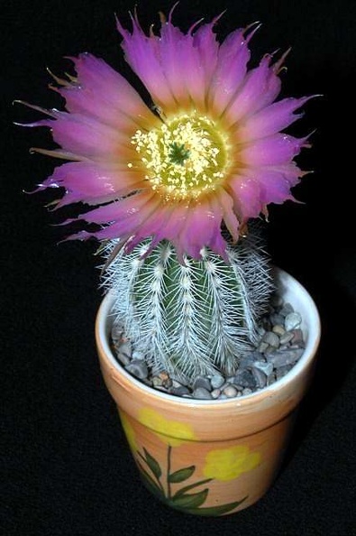 Ph_Echinocereus_reichenbachii_v_niveum_VitNat.jpg