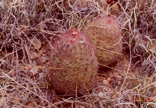 Echinocereus dasyacanthus (3459 відвідувань) Фото с мест произрастания Elton Roberts (California) Echinocereus dasyacanthus