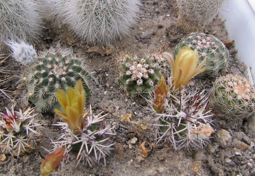 Echinocereus viridiflorus v. davisii (4314 відвідувань) Фото и растение Владимира Фоменко (Запорожье) Echinocereus viridiflorus v. davisii