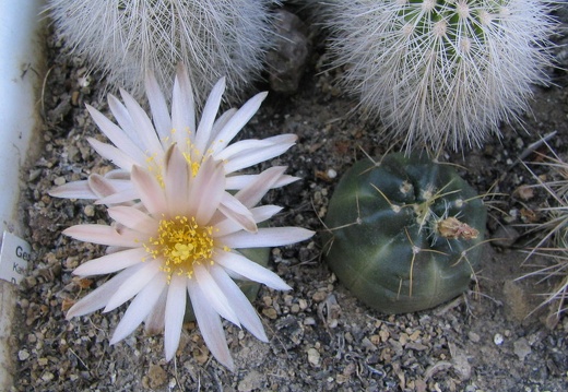 Echinocereus knippelianus (4149 відвідувань) Фото и растение Владимира Фоменко (Запорожье) Echinocereus knippelianus