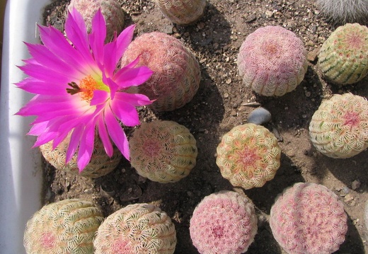 Echinocereus rigidissimus v. rubrispinus (4085 відвідувань) Фото и растения Владимира Фоменко (Запорожье) Echinocereus rigidissimus v. rubrispinus
