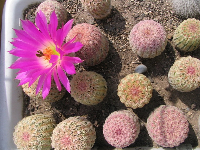 Echinocereus rigidissimus v. rubrispinus (4103 відвідувань) Фото и растения Владимира Фоменко (Запорожье) Echinocereus rigidissimus v. rubrispinus