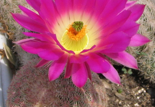 Echinocereus rigidissimus (3908 відвідувань) Фото и растение Владимира Фоменко (Запорожье) Echinocereus rigidissimus