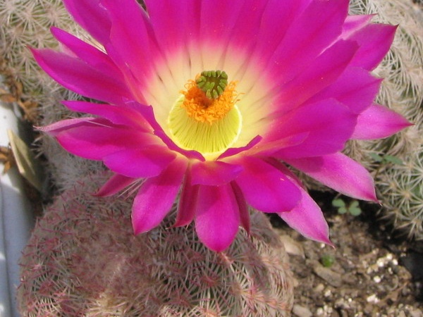 Echinocereus rigidissimus (3929 відвідувань) Фото и растение Владимира Фоменко (Запорожье) Echinocereus rigidissimus