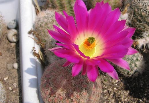 Echinocereus rigidissimus (4084 відвідувань) Фото и растение Владимира Фоменко (Запорожье) Echinocereus rigidissimus