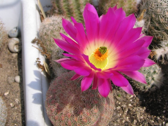 Echinocereus rigidissimus (4094 відвідувань) Фото и растение Владимира Фоменко (Запорожье) Echinocereus rigidissimus