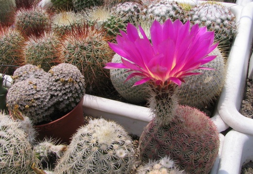 Echinocereus rigidissimus (4113 відвідувань) Фото и растение Владимира Фоменко (Запорожье) Echinocereus rigidissimus