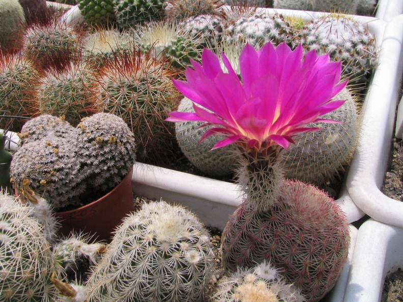 Echinocereus rigidissimus (4131 відвідувань) Фото и растение Владимира Фоменко (Запорожье) Echinocereus rigidissimus
