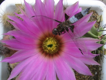 Echinocereus sp. (4190 відвідувань) Фото и растение Владимира Фоменко (Запорожье) Echinocereus sp.