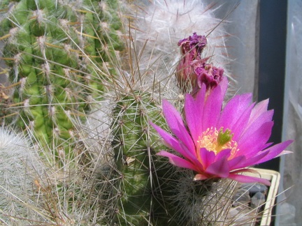 Echinocereus sp. (4024 відвідувань) Фото и растение Владимира Фоменко (Запорожье) Echinocereus sp.