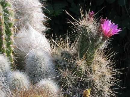 Echinocereus sp. (3958 відвідувань) Фото и растение Владимира Фоменко (Запорожье) Echinocereus sp.