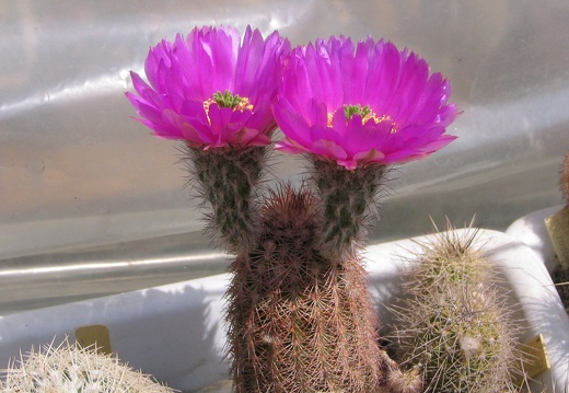 Echinocereus sp. (3954 відвідувань) Фото и растение Владимира Фоменко (Запорожье) Echinocereus sp.
